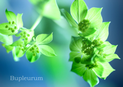 ブプレリウム：Bupleurum