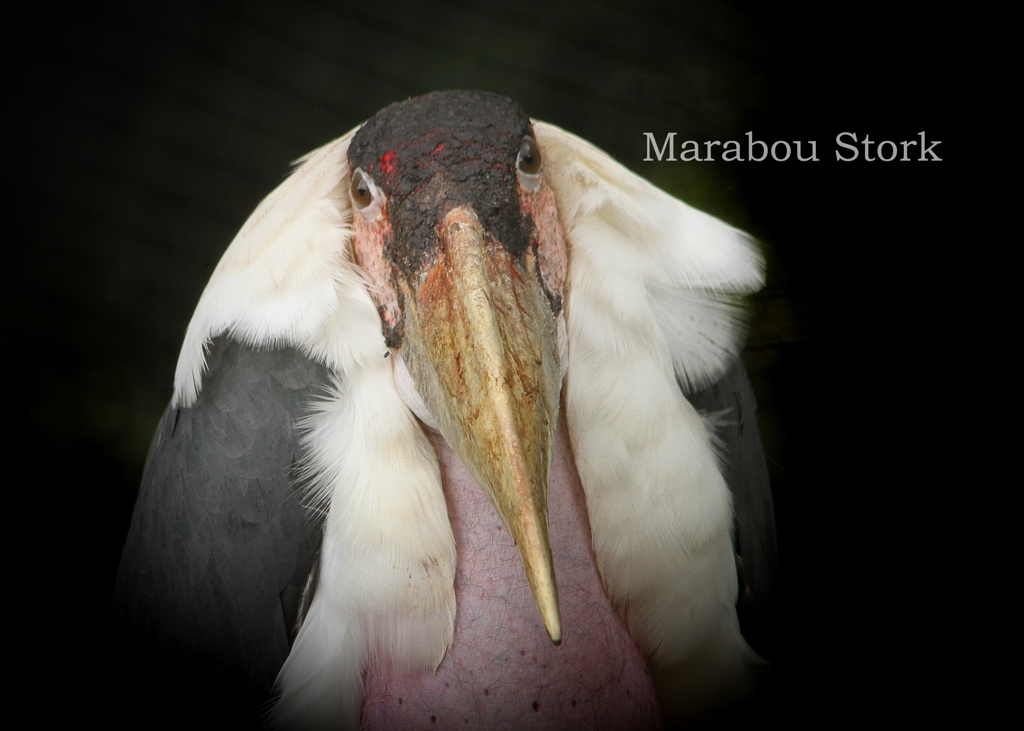 アフリカハゲコウ