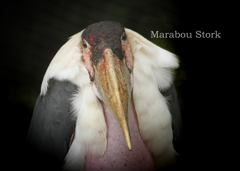 アフリカハゲコウ