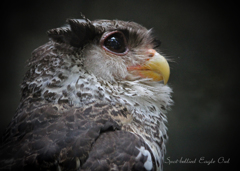 ネパールワシミミズク