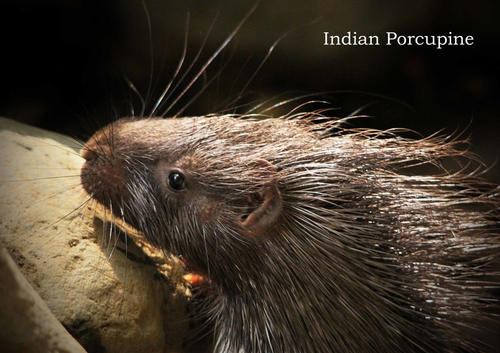 インドタテガミヤマアラシ