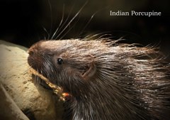 インドタテガミヤマアラシ