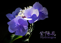 あじさい