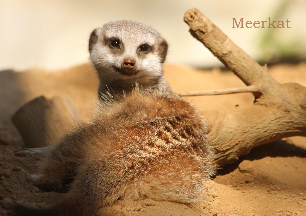 ミーアキャット