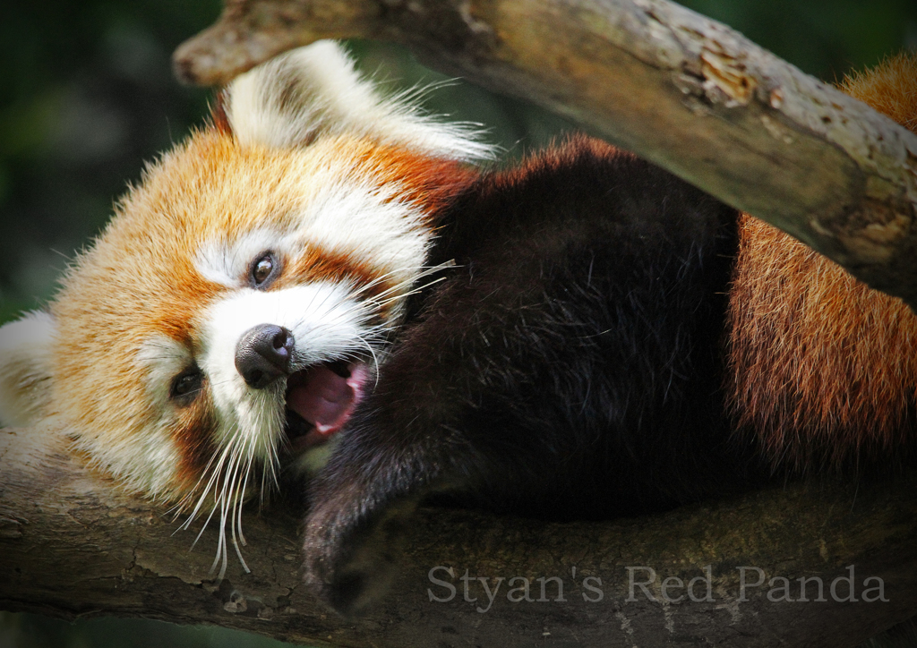 シセンレッサーパンダ