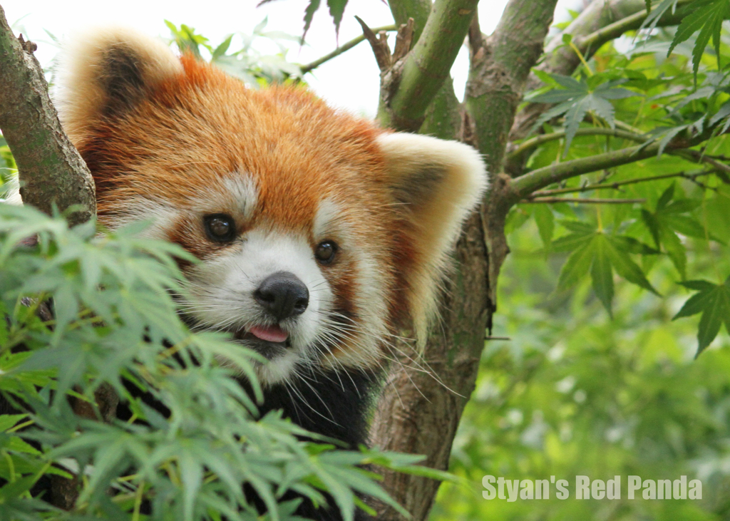 シセンレッサーパンダ