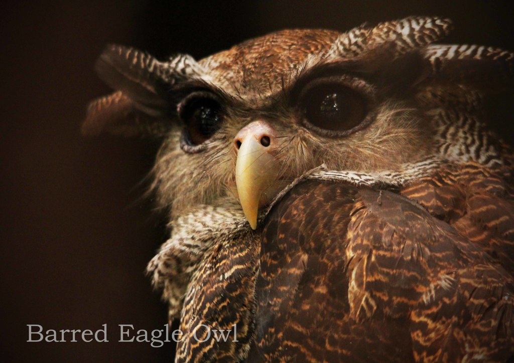 マレーワシミミズク