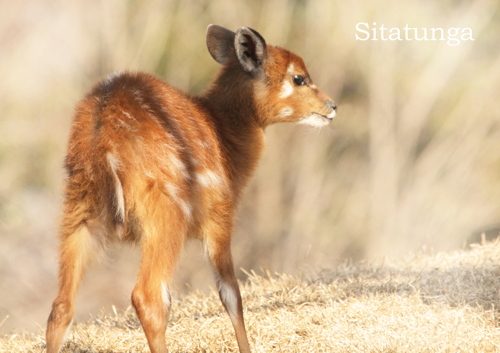 シタツンガ