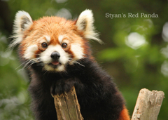 シセンレッサーパンダ