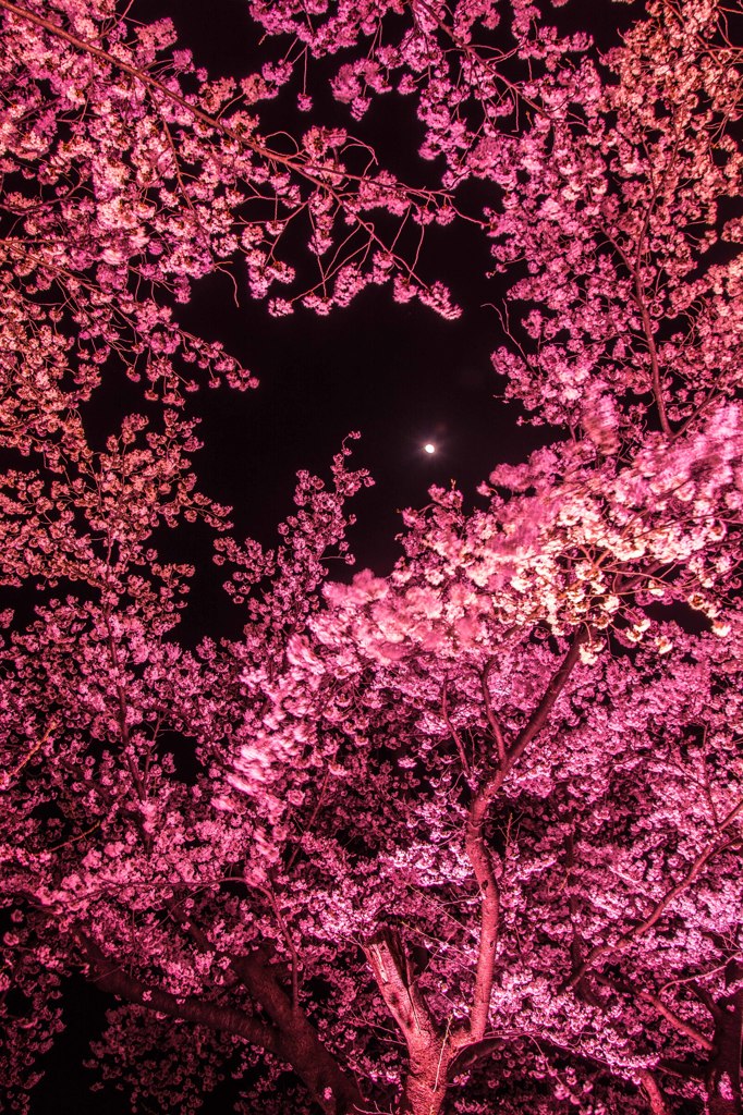 月夜の桜