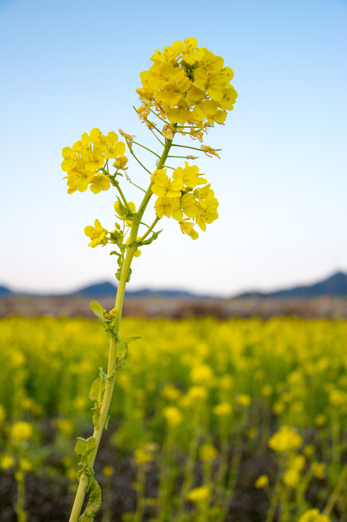 菜の花