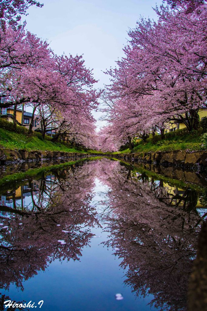 鏡面桜