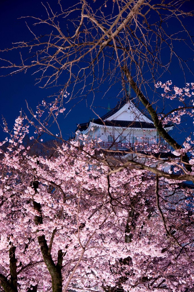 桜と城