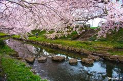 桜のある風景