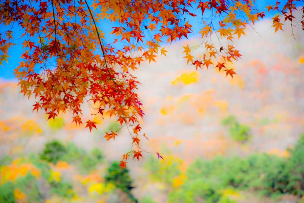 紅のﾍﾞｰﾙ