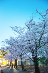 昼間！？の桜