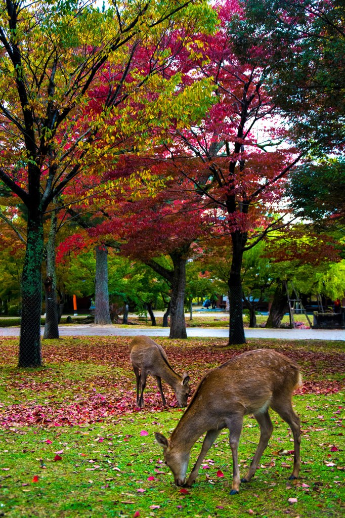 鹿沢山