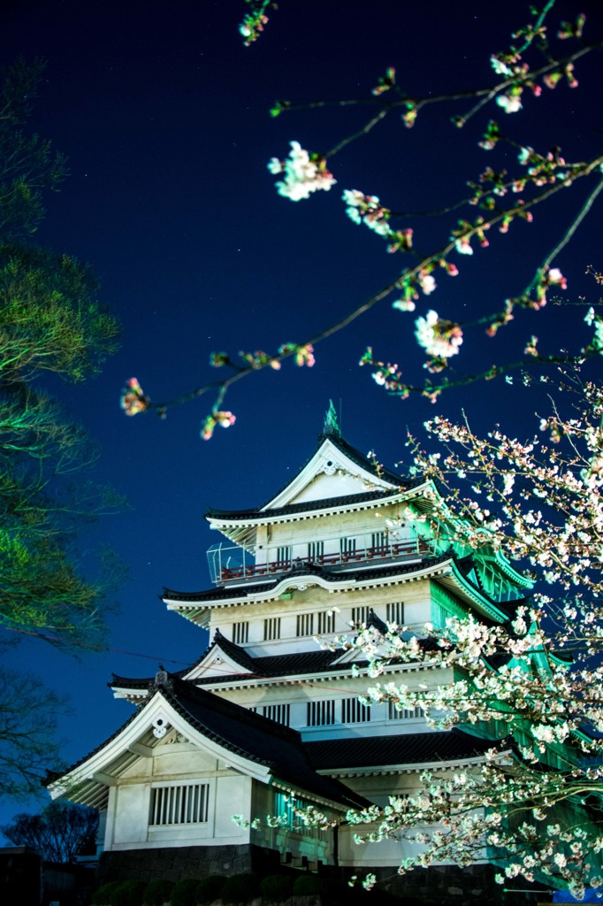 ７分咲き