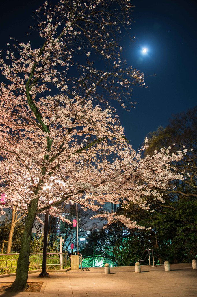 月夜と桜