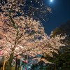 月夜と桜
