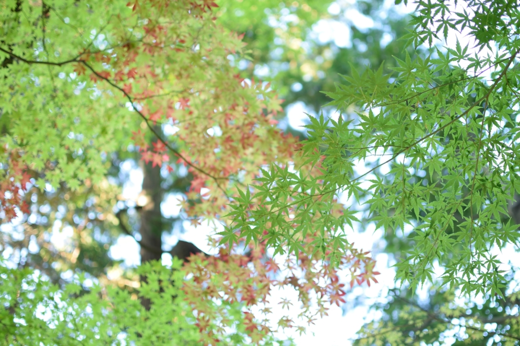 DSC_1020