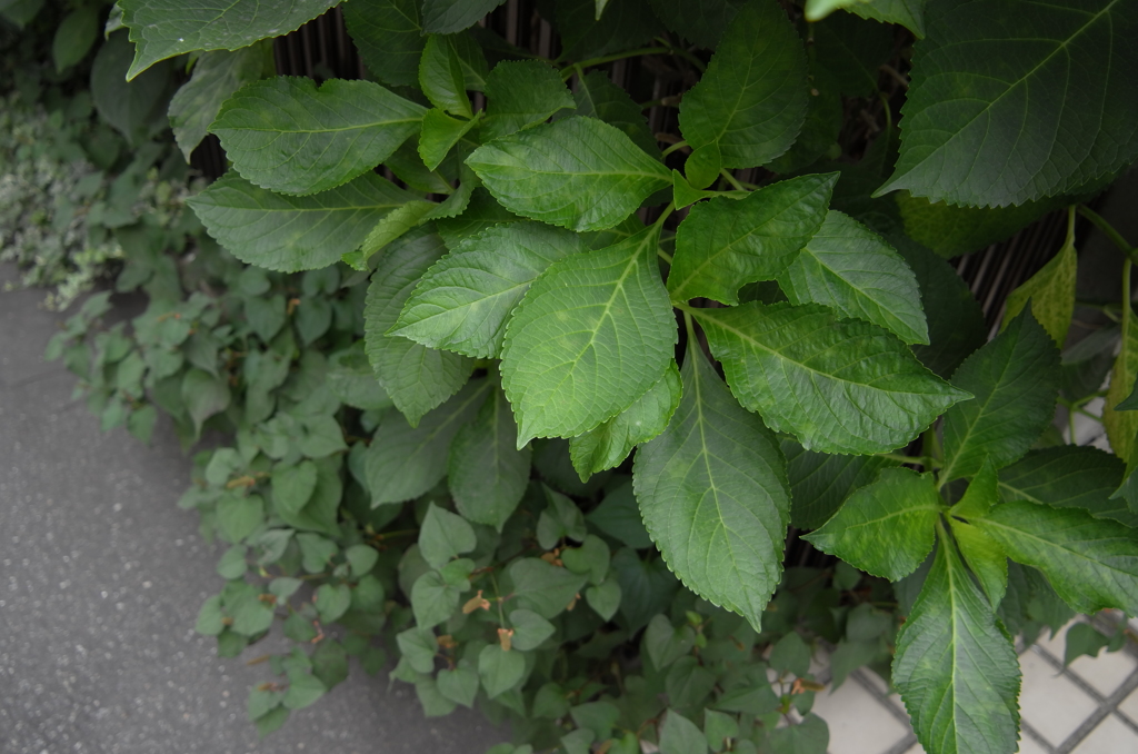 L1000434