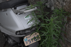 L1000456
