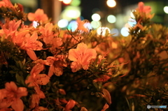 夜つつじ