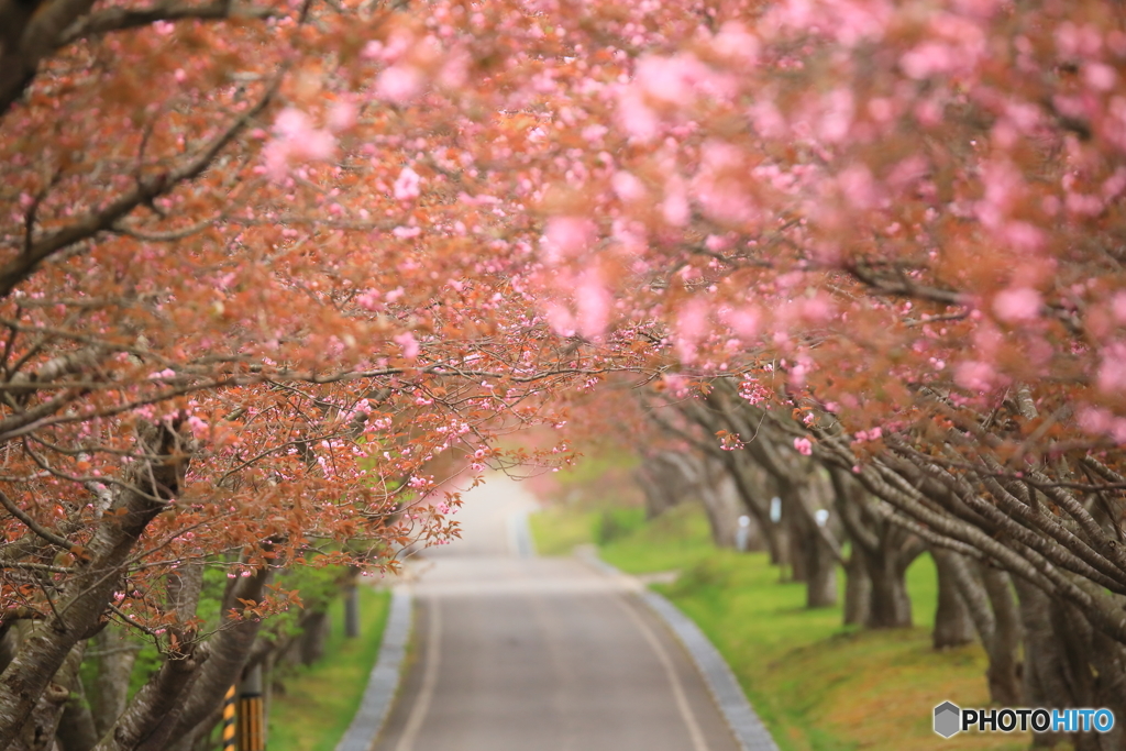八重桜