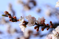 桜咲きました。