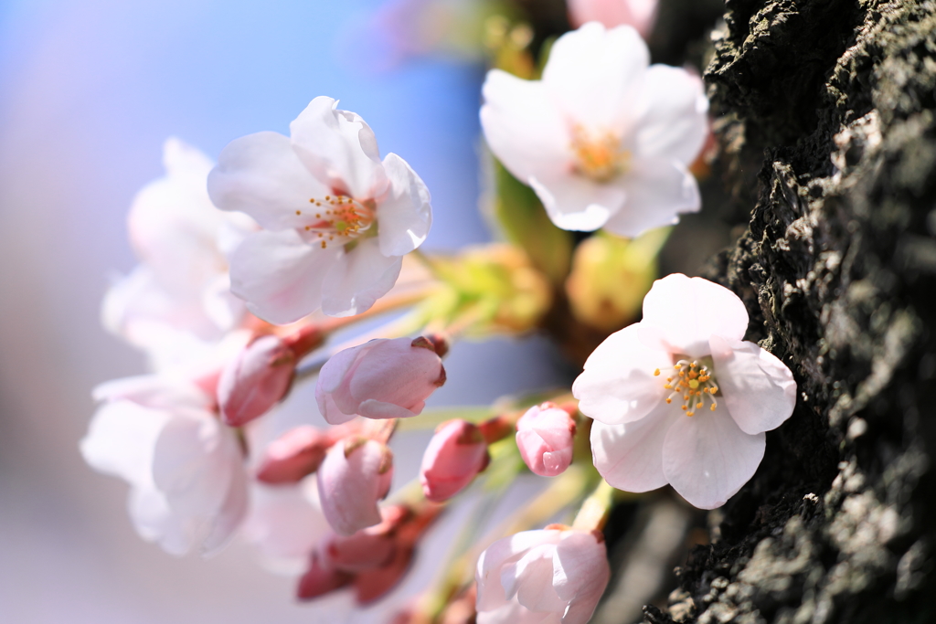 桜