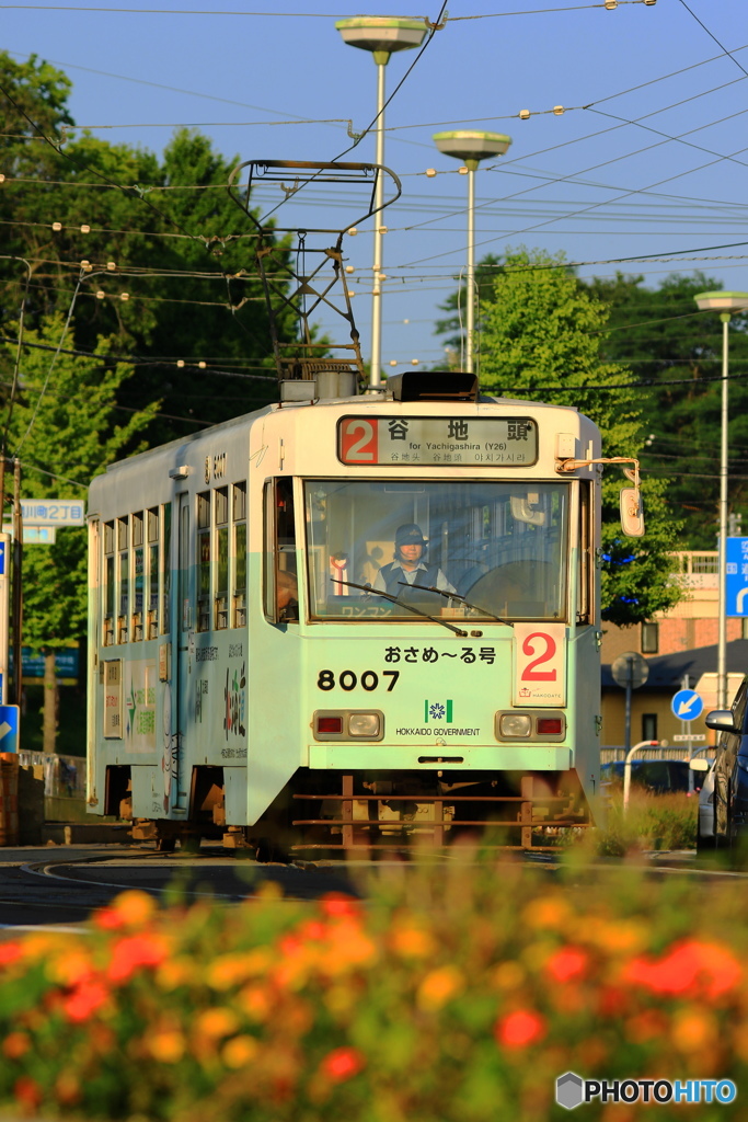 電車の花