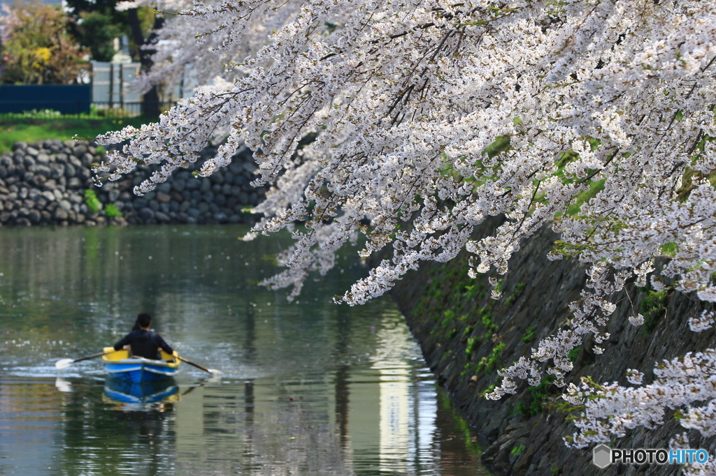 堀の桜