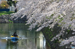 堀の桜