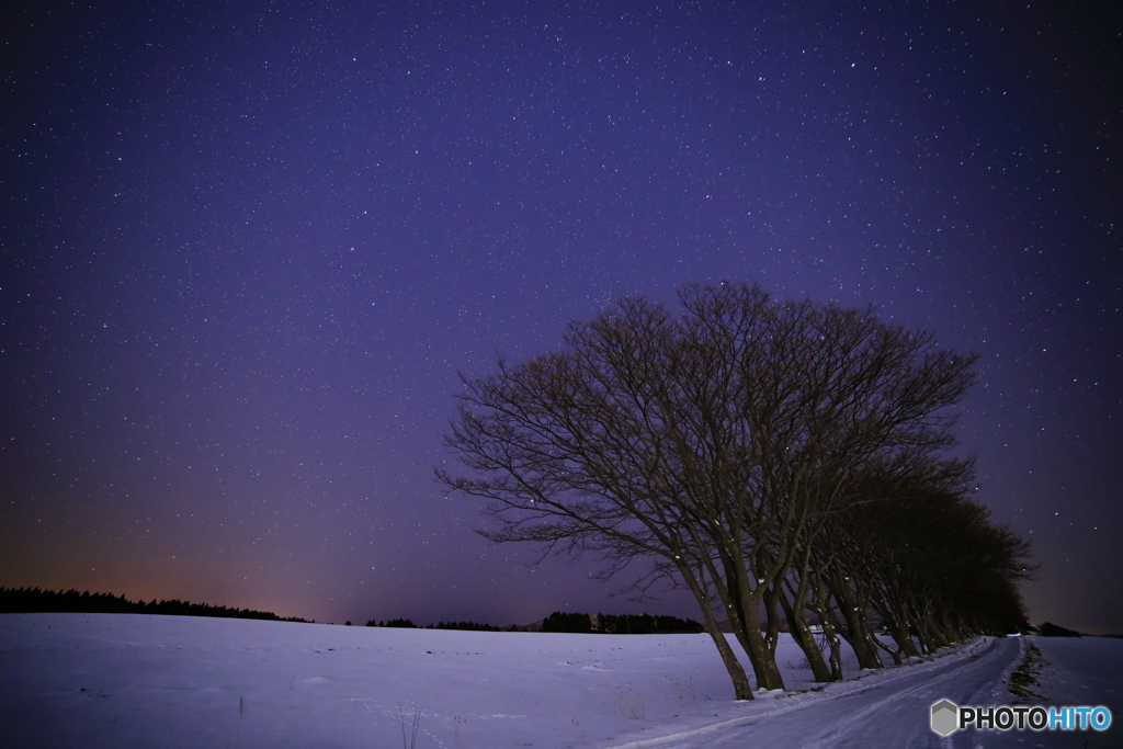 星下の並木