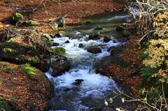 落葉の川辺