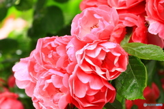 薔薇
