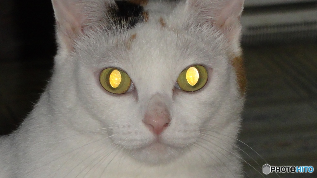 子ニャン