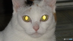 子ニャン