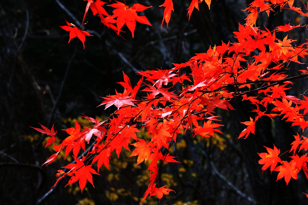 最後の紅葉②