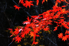 最後の紅葉②