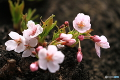 胴咲き桜