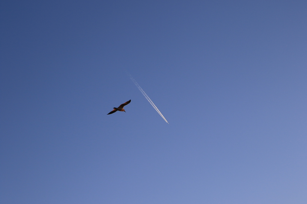カモメと飛行機雲