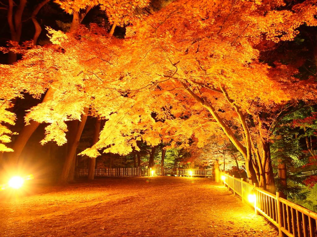 ライトアップ紅葉Ⅱ