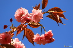 空に八重