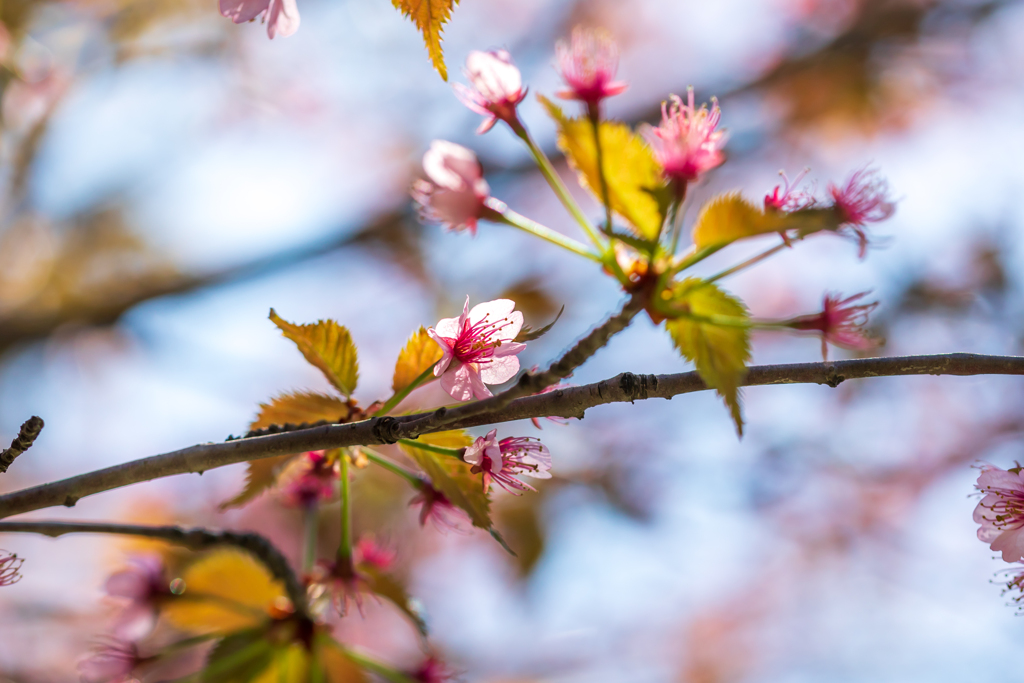 葉桜