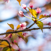 葉桜