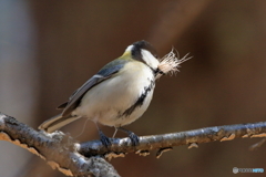 シジュウカラ