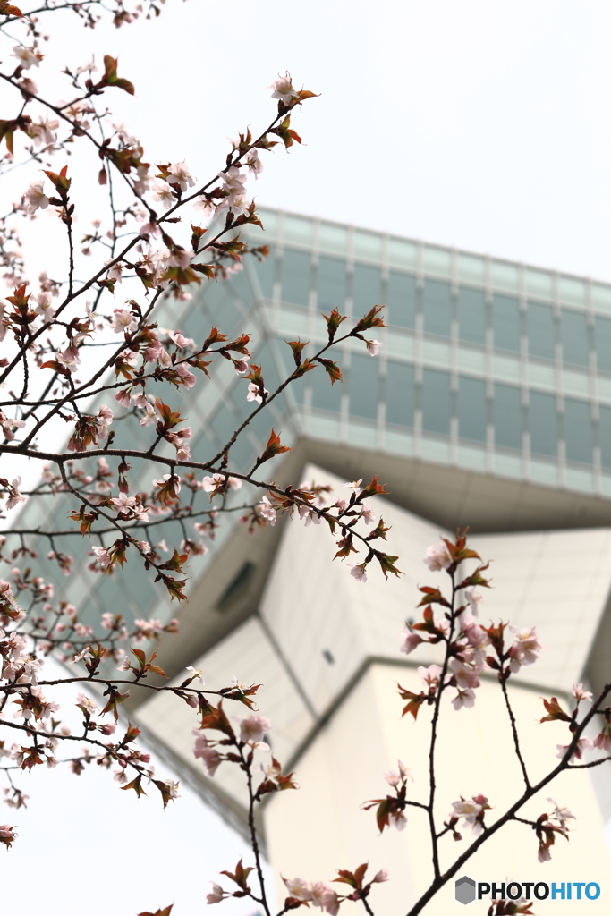 五稜郭の桜
