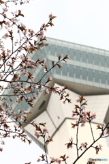 五稜郭の桜